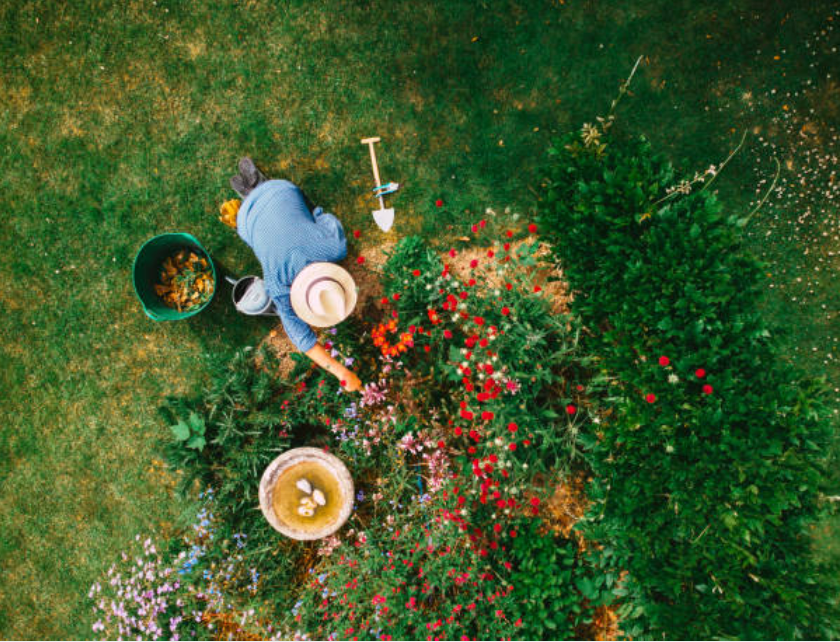 Finding Solace in the Soil: My Journey as a Home Gardener